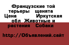 Французские той-терьеры ; щенята  › Цена ­ 4 000 - Иркутская обл. Животные и растения » Собаки   